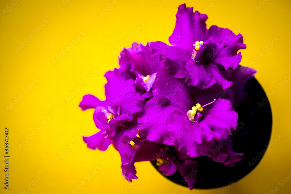 Beautiful purple violet on a yellow background. Colorful greeting card for birthday, Mother's Day, March 8. Horizontal image with copy space.