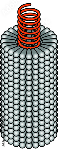 Rod-shaped tobacco mosaic virus with a helical capsid surrounding RNA strand.