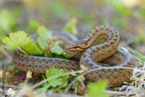 Smooth Snake - Coronella austriaca  species of non-venomous brown snake in the family Colubridae. The species is found in northern and central Europe, but also as far east as northern Iran photo
