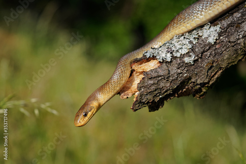 Aesculapian Snake - Zamenis longissimus, previously Elaphe longissima, nonvenomous olive green and yellow snake native to Europe, Colubrinae subfamily of family Colubridae. Hunting on the tree trunk