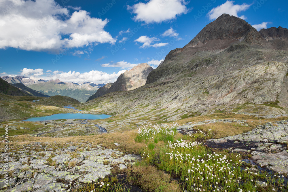 Mountain scenery with lake in the Gradetal in the national park Hohe Tauern in the Alps, flowers in the front, Austria.