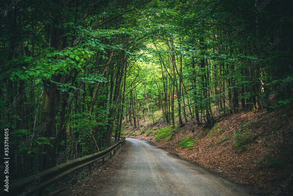 Fototapeta premium Old asphalt road in the forest at dusk.