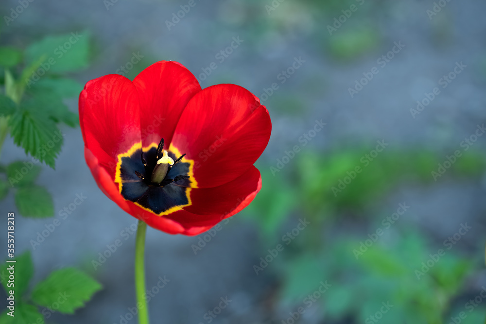 close up of a single blooming red Tulip flower on a grey green background close up of a single blooming red Tulip flower on a grey green background