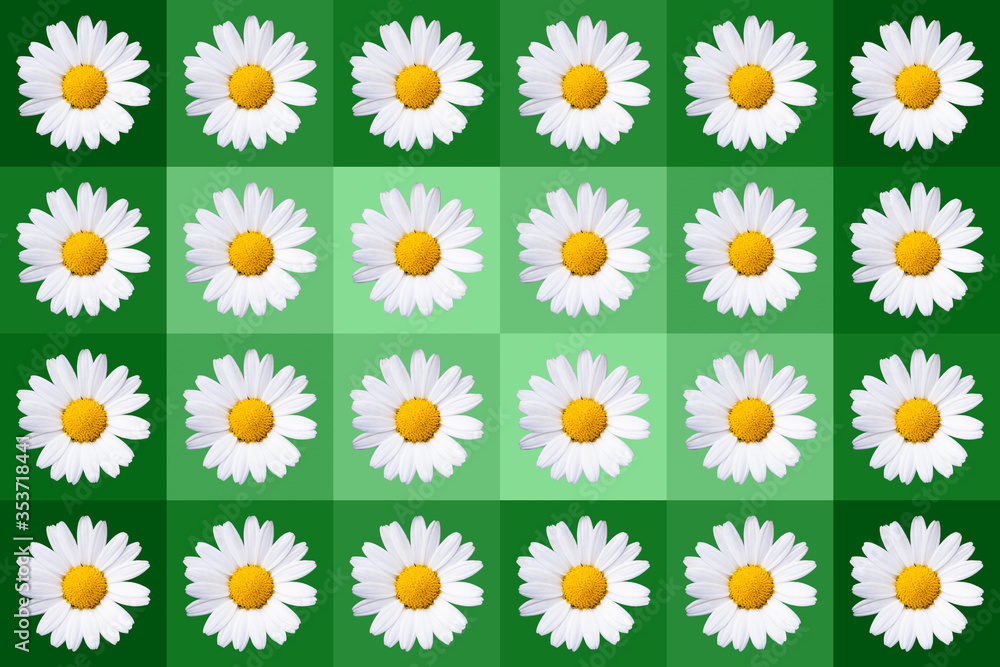 popart with twenty-four daisy blossoms on green colored background