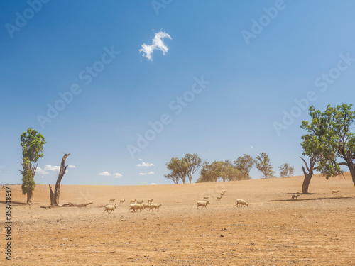 Sheep in dry field photo