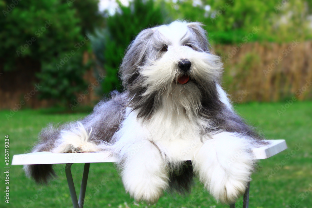 Happy adult blue-white Bearded Collie girl while grooming in the garden.