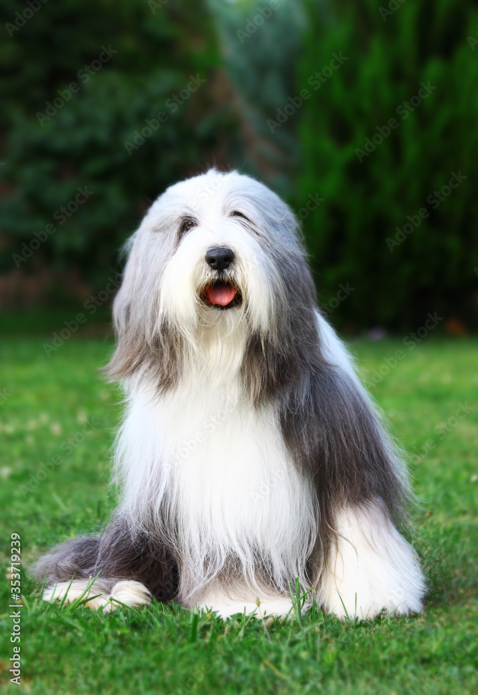 Adult blue-white Bearded Collie girl after grooming, waiting for the game. Adult blue-white Bearded Collie girl after grooming, waiting for the game.