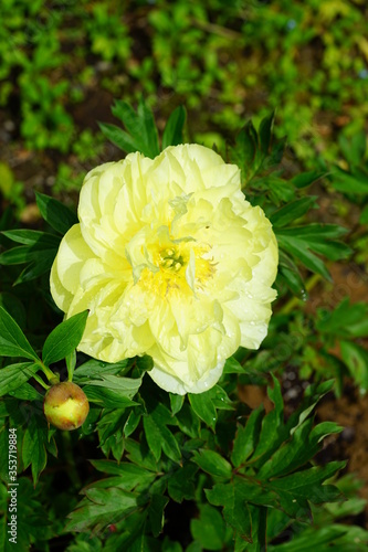 Yellow flower of a Bartzella Itoh peony plant, a cross between a tree peony and herbaceous peony photo