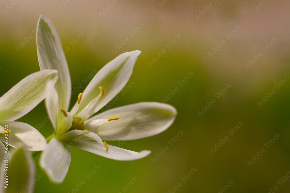 Ornithogalum flower with white petals on a blurred green background