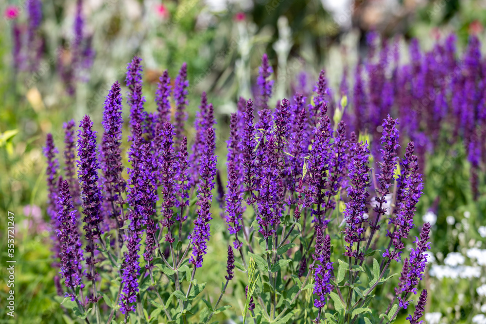 Naklejka premium Purple flowers Ajuga spring in the meadow