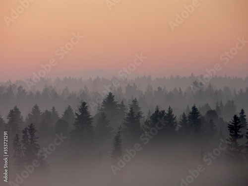 Sunset in a foggy forest in Siberia in Russia