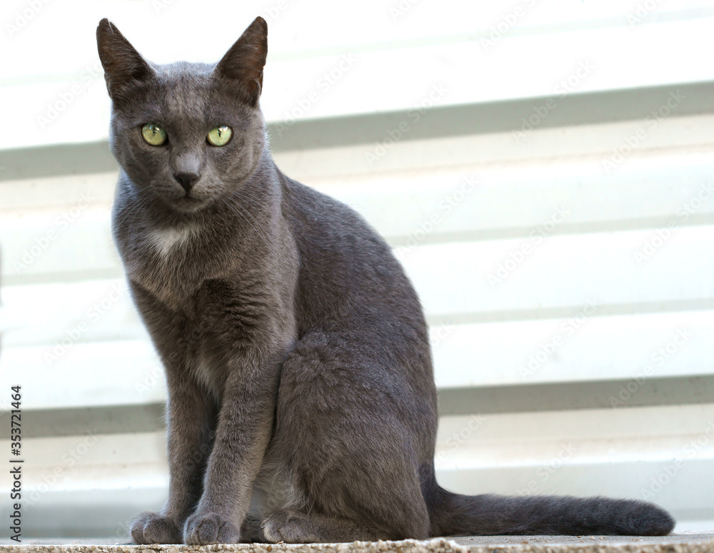 Beauty Russian Blue cat breed