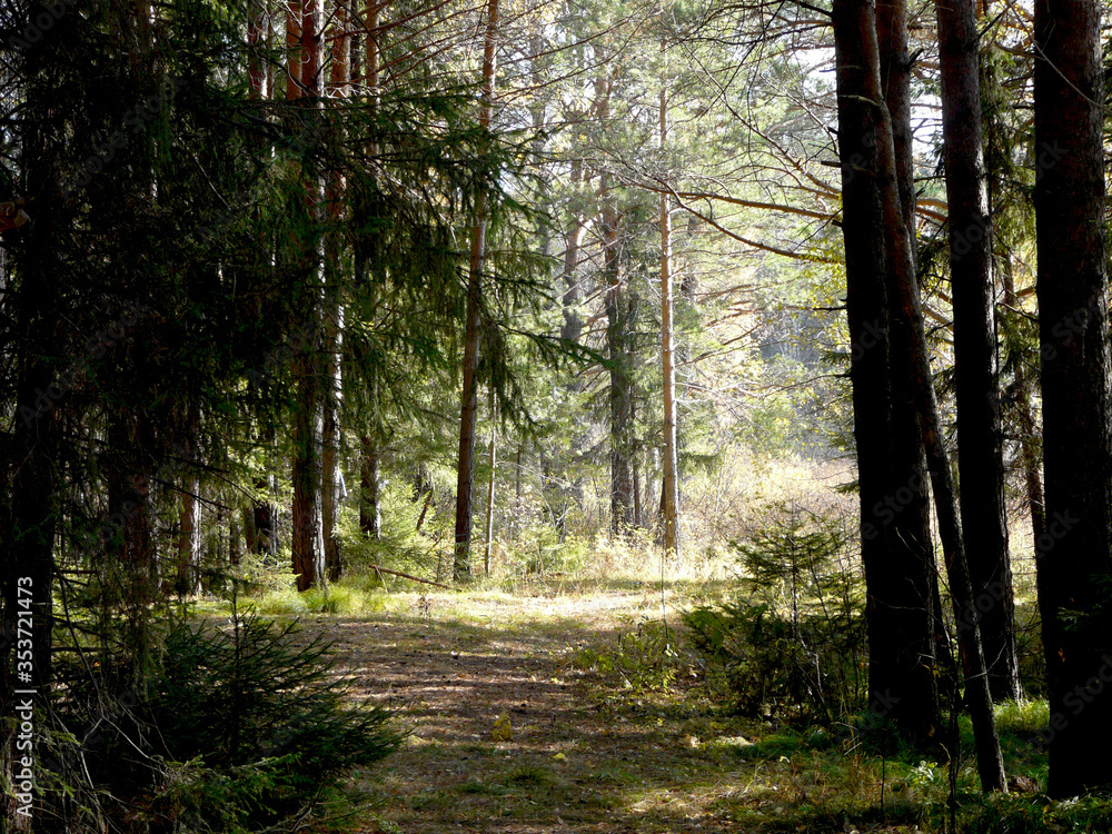 Fototapeta premium Pine forest lit by the evening rays of the sun