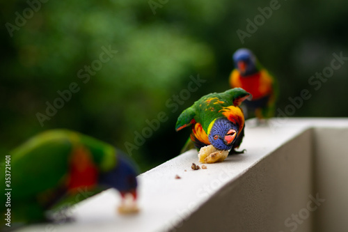 Canvas Print Sydney, Australia. Lorikeets eating on the balcony.