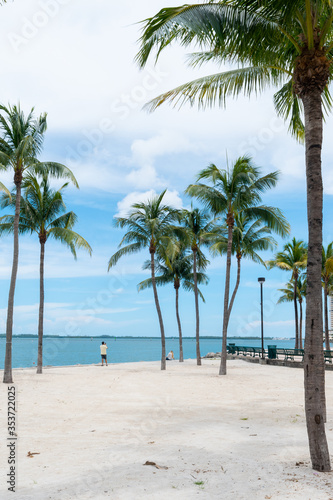 palm tree on the beach © elder