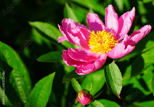 Fragrant pink herbaceous peony flower in bloom