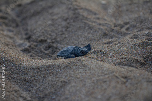 ewborn baby turtle closeup climbing on sand front view photo