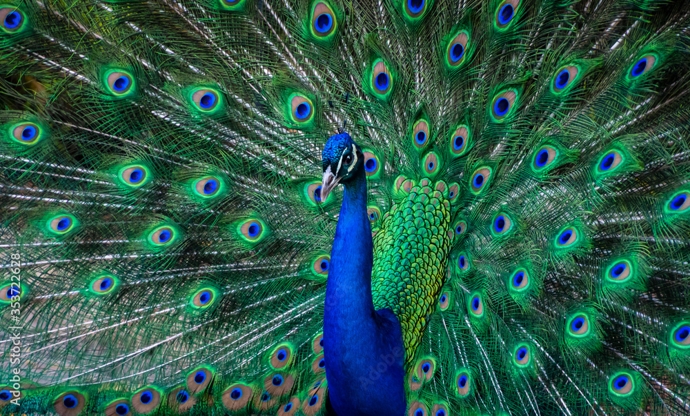 Obraz premium Peacock Dance Display - Peacocks Opening Feathers