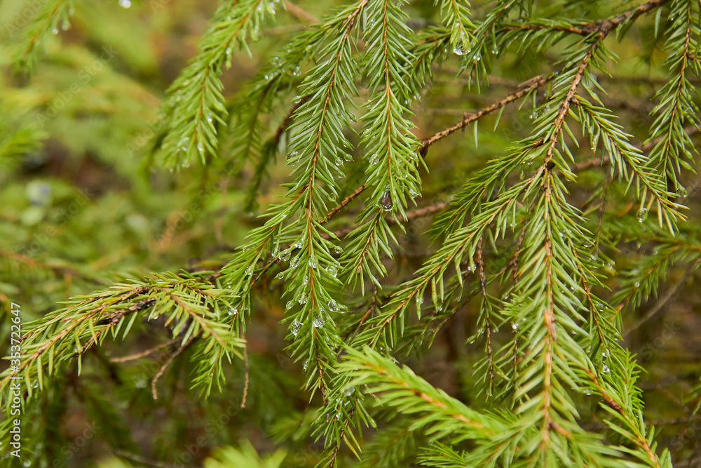 Green fir tree branch with drops of water in the forest with sun rays Green fir tree branch with drops of water in the forest with sun rays