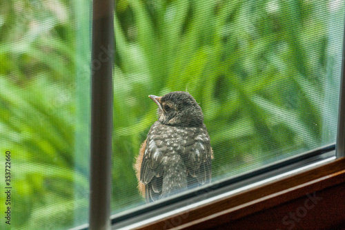 A baby robin sitting on a window sill looking in, taken from inside the house Fototapet