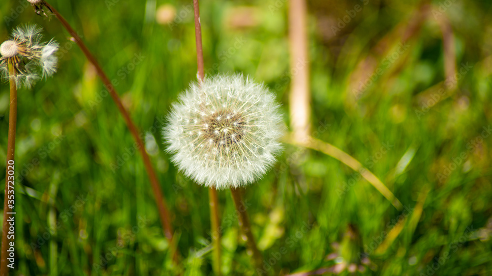 Flower and white dandelion egrets ready to be blown
Flower and white dandelion egrets ready to be blown