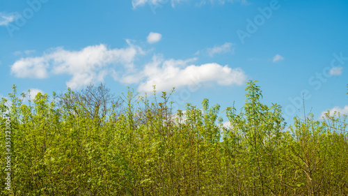  Nature resumes its rights  forest of young shrubs and blue sky with cottony clouds  in spring