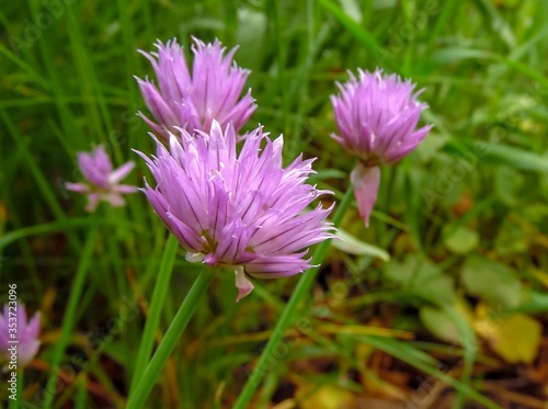decorative onion flowers (allium) grow in a spring garden close-up