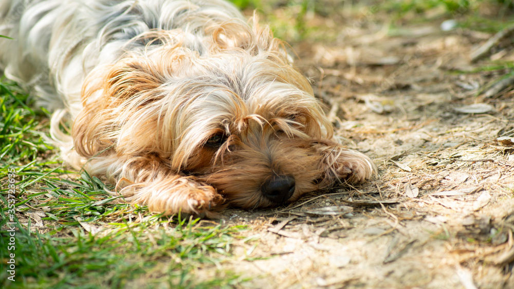 Portrait of a light red-haired Yorkshire terrier dog lying outside in the sun, resting
Portrait of a light red-haired Yorkshire terrier dog lying outside in the sun, resting