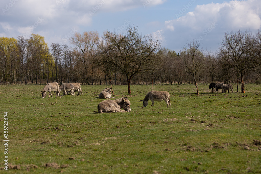 Fototapeta premium Esel im Naturschutzgebiet auf der Weide