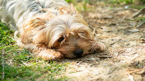 
Portrait of a light red-haired Yorkshire terrier dog lying outside in the sun, resting