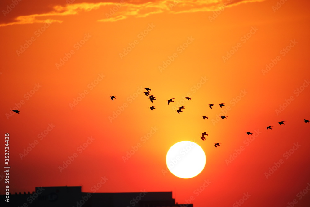 sunset and flock of birds