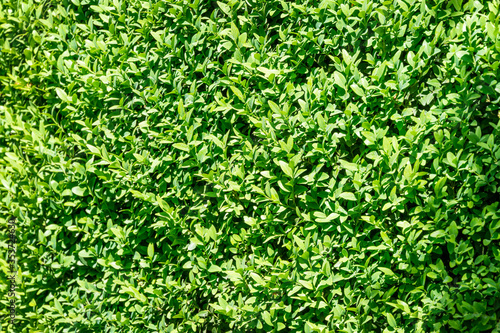 Boxwood Buxus sempervirens or European box with bright shiny young green foliage as perfect green background for any natural theme. Close-up boxwood leaves  selective focus  place for your text.