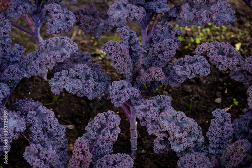 Decorative composition of fresh decorative brassica oleracea, variety Redbor, autumn bouquet. Multicolored decorative cabbage in autumn botanical garden.