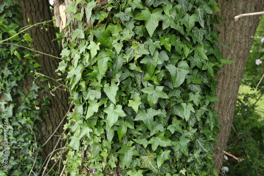 Obraz premium Ivy leaves growing thick on the tree