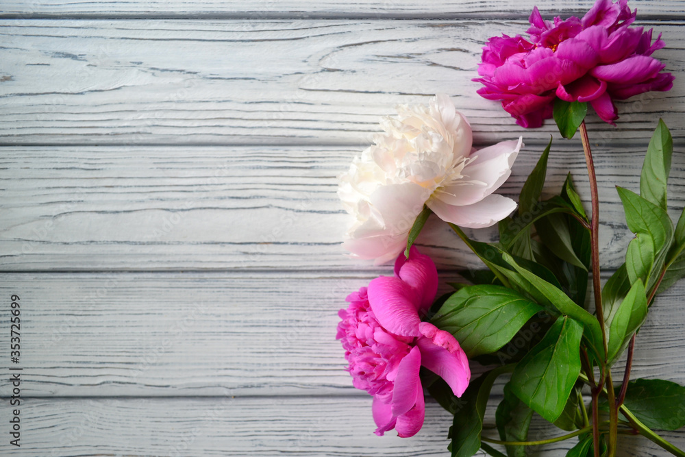 Three pink peonies on grey background with copy space