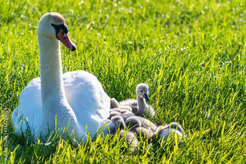 a swan family rests on a mown  field, the two parents take care of their little ones who cuddle up to the mother