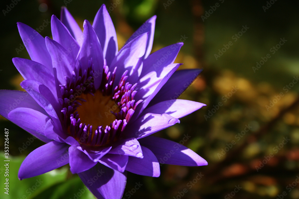 Purple Water Lily Purple Water Lily