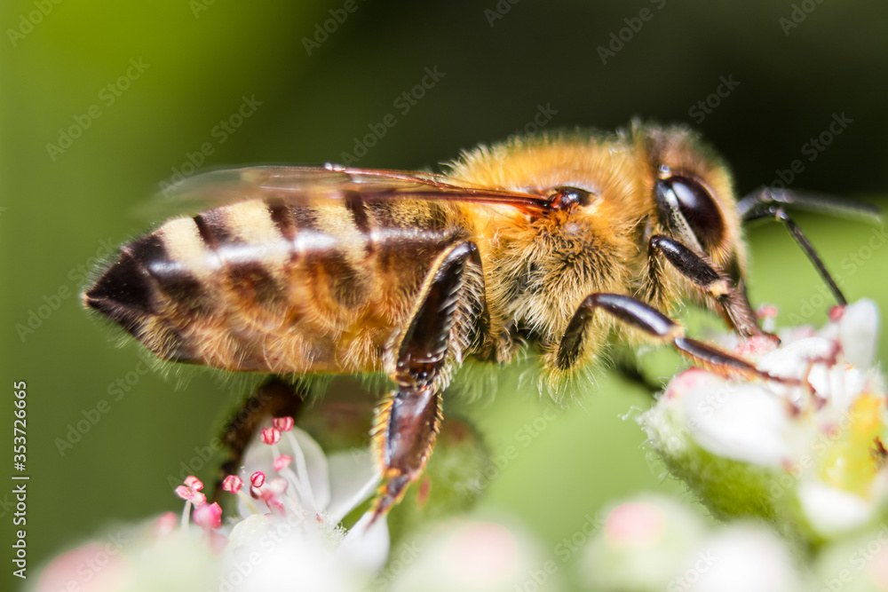 Honey Bee pollinating in summer Honey Bee pollinating in summer