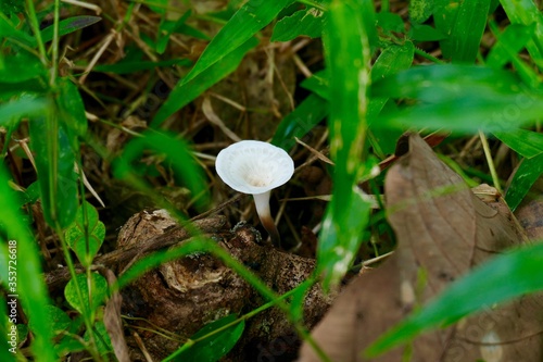 mushroom in the forest in Kerala india
