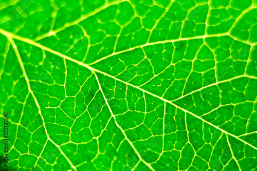 Photography abstract green natural background, macro image of tree leaves, magnification and