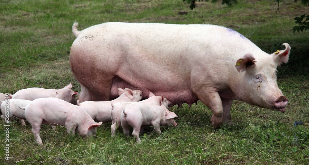 Domestic pig suckling on fresh grass on meadow Domestic pig suckling on fresh grass on meadow
