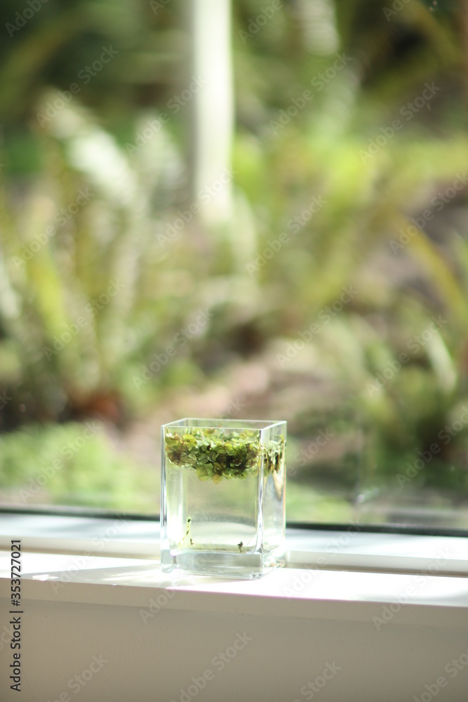 glass of water with green grass in front of a window glass of water with green grass in front of a window