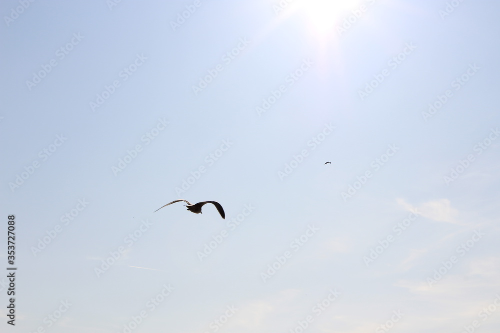 Seagull flying through the sky. Seagull flying through the sky.