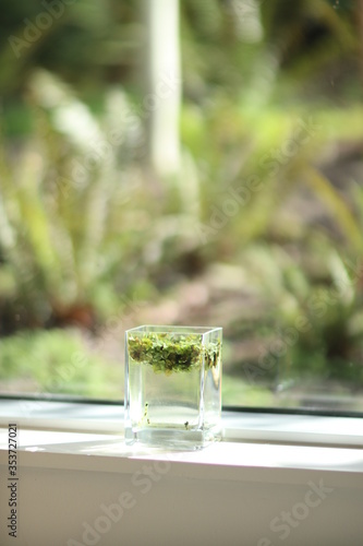 glass of water with green grass in front of a window 