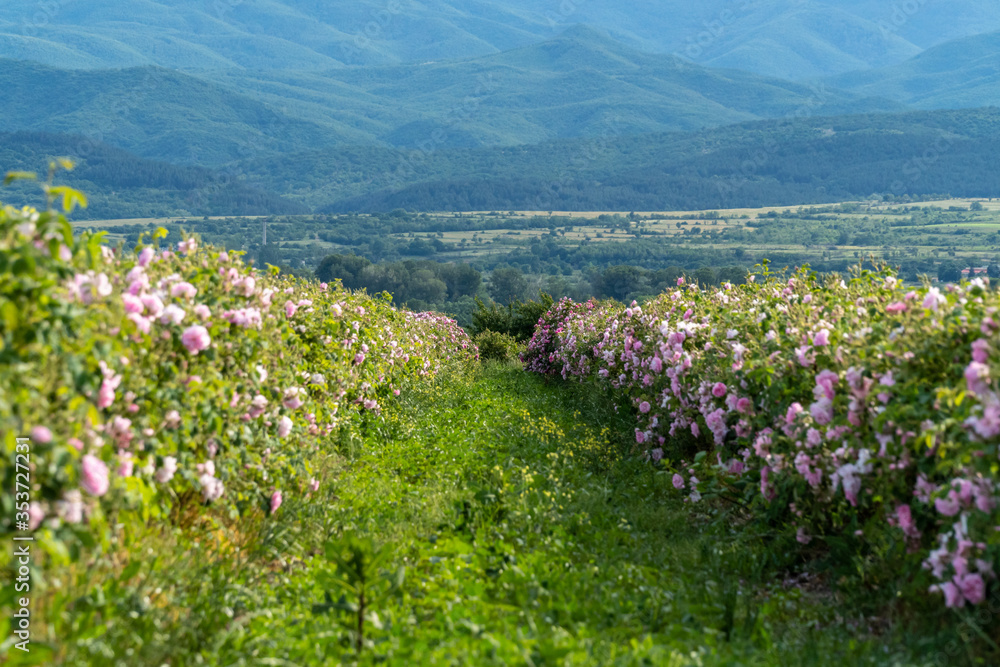 Obraz premium Valley covered in bulgarian pink rose during sunset