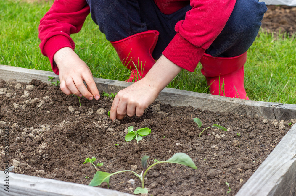 Fototapeta premium Children’s hands transplanted seedlings of vegetable plants in the garden. Farming during coronavirus quarantine. Organic healthy vegetarian food from your own garden.