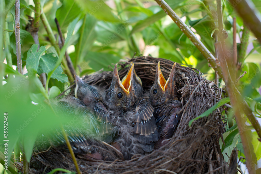 Bird nest with young birds - Eurasian Blackbird.