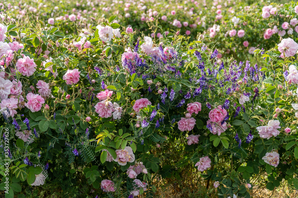 Bulgarian pink rose and lavender growing together Bulgarian pink rose and lavender growing together