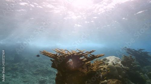 Wallpaper Mural Seascape in shallow water of coral reef in the Caribbean Sea / Curacao with Elkhorn Coral and view to surface and sunbeams Torontodigital.ca