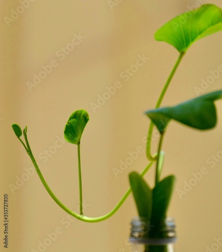 plant in a vase